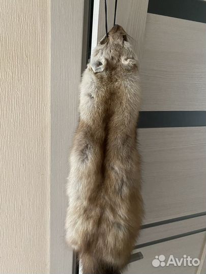 Шкурки соболя