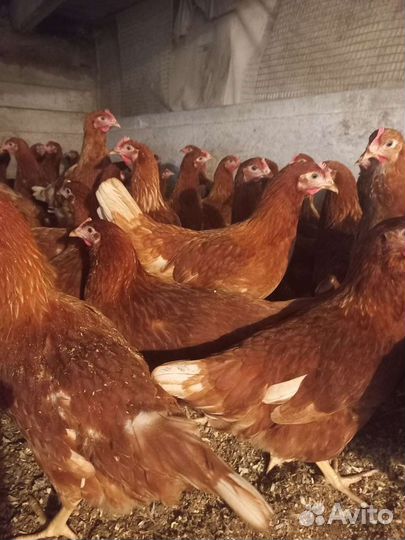 Куры молодки несушки