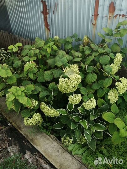 Продам цветочки многолетки по 100р большие кустики