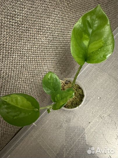 Сциндапсус Глобал Грин/Эпипремнум Эн джой голд