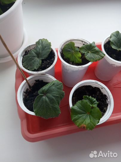 Росточки вечноцветущей Бегонии