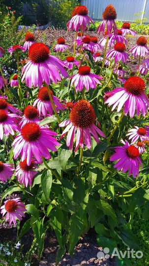 Эхинацея