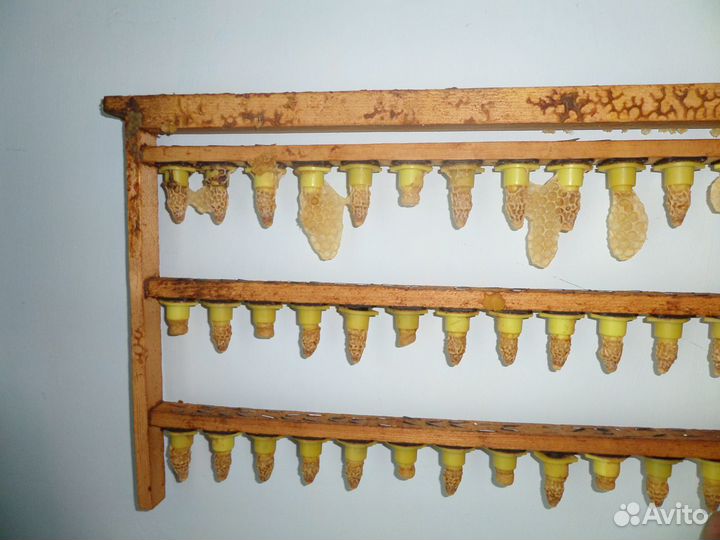 Пчеломатки карника маточники