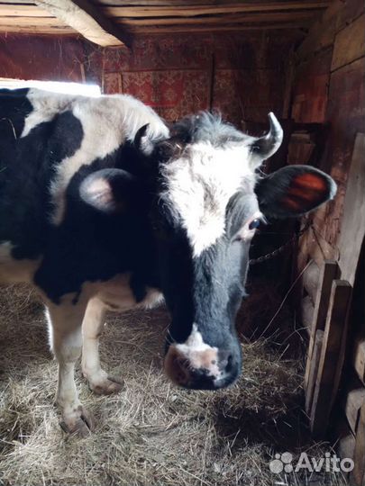 Корова торг