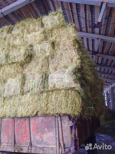 Сено Оптом с доставкой