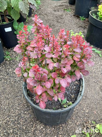 Барбарис Лутин руж из питомника растений