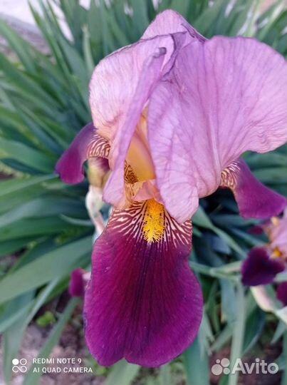 Ирис королевский