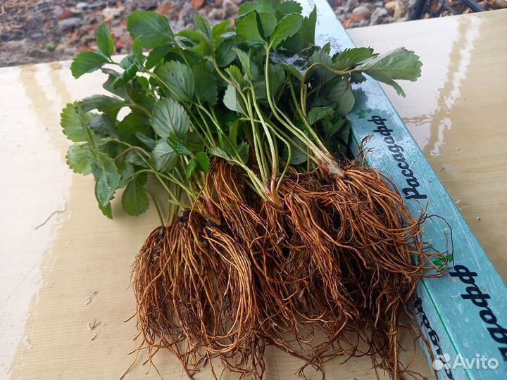 Рассада клубники. Для теплиц и гидропоники