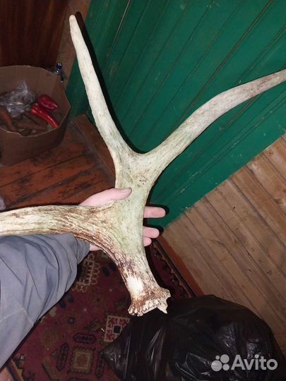 Продам рога лося