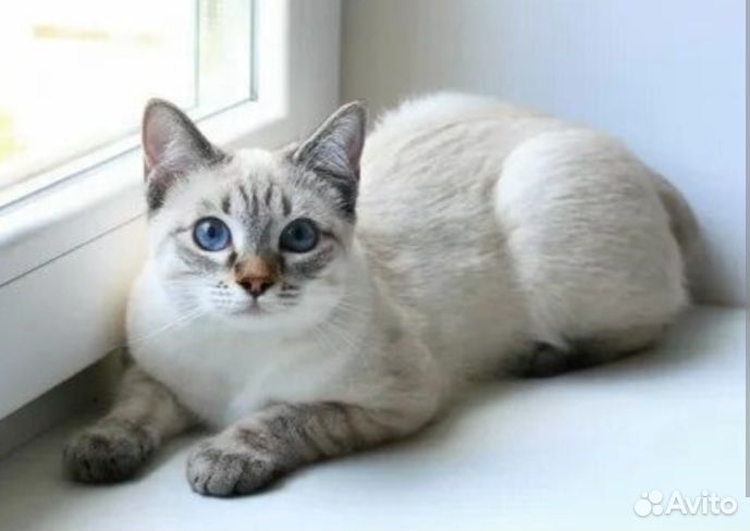 Бронь:Тайские котята