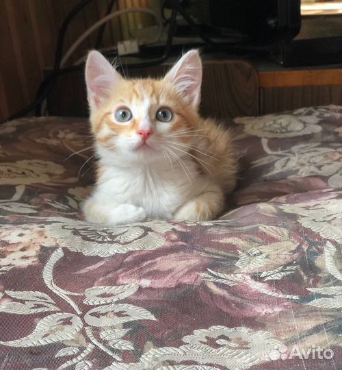 Рыжий котенок