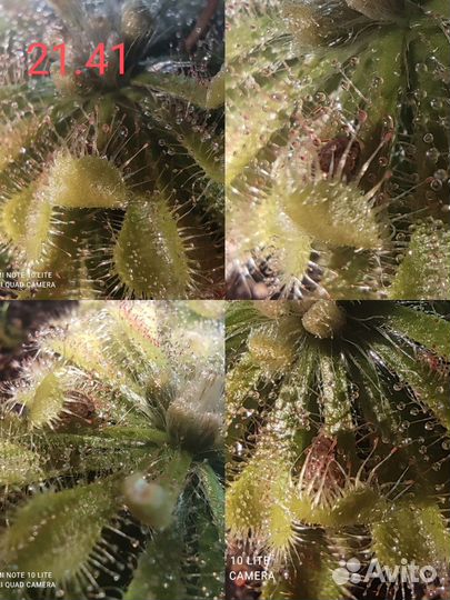 Экзотические растения: семена, детки и взрослые