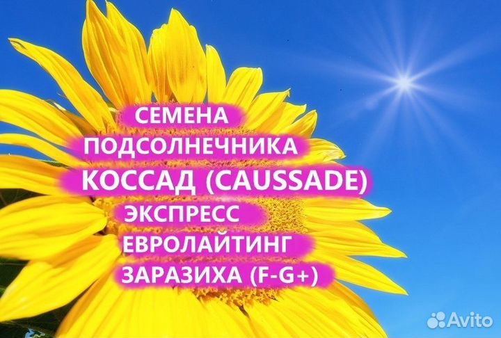 Семена подсолнечника Коссад (Сaussade), Калуга