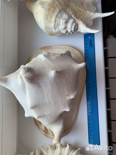 Ракушка морская большая