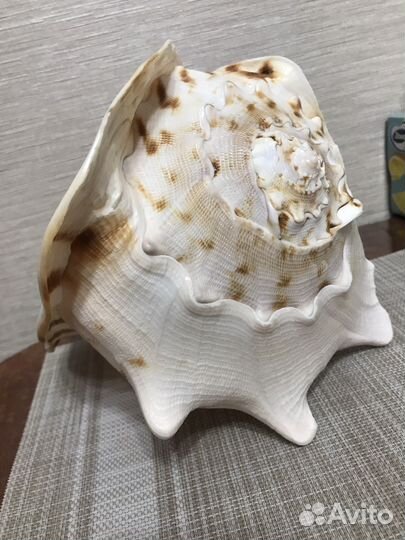 Ракушка морская большая