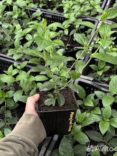 Гортензия Magical Fire