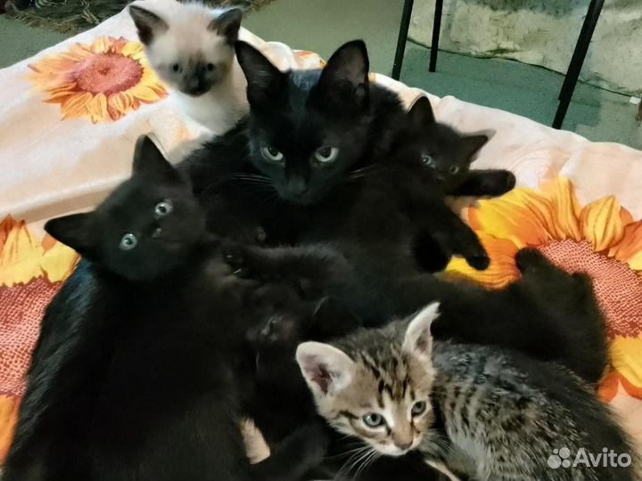 Подарю красивых котят