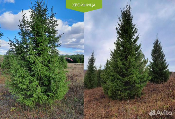 Ель обыкновенная 1,2 м