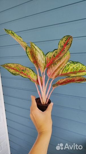 Аглаонема 10 карат
