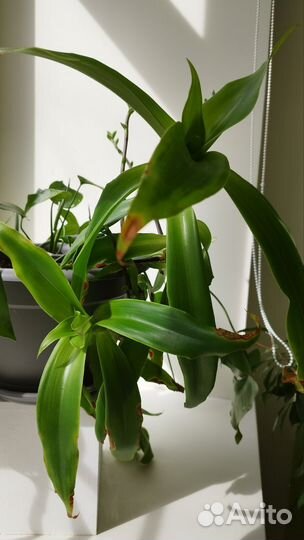 Цветок золотой ус