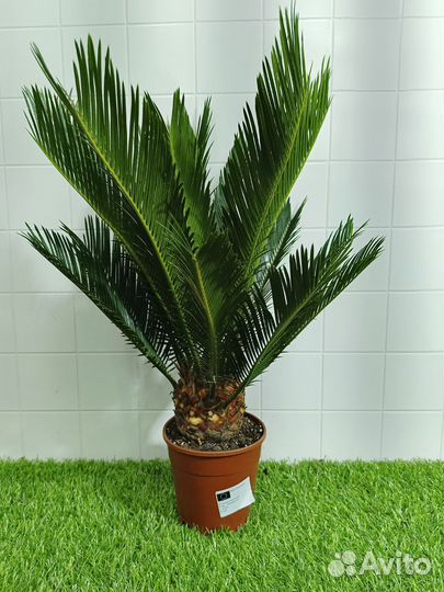 Цикас революта