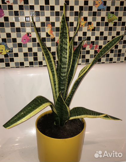 Сансевиерия