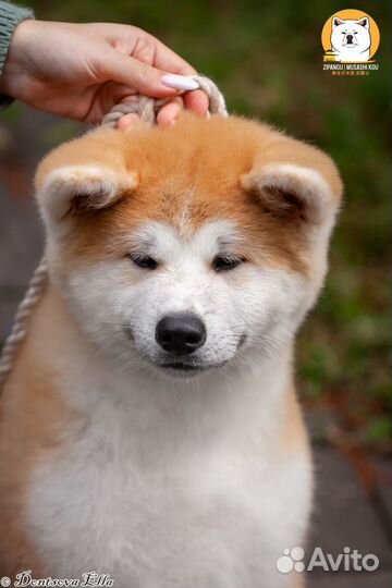 Продается девочка Акита-ину