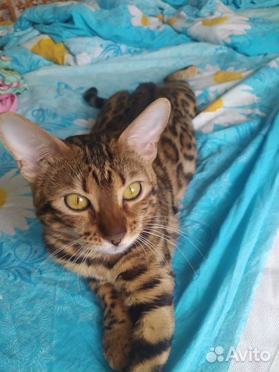 Бенгальская