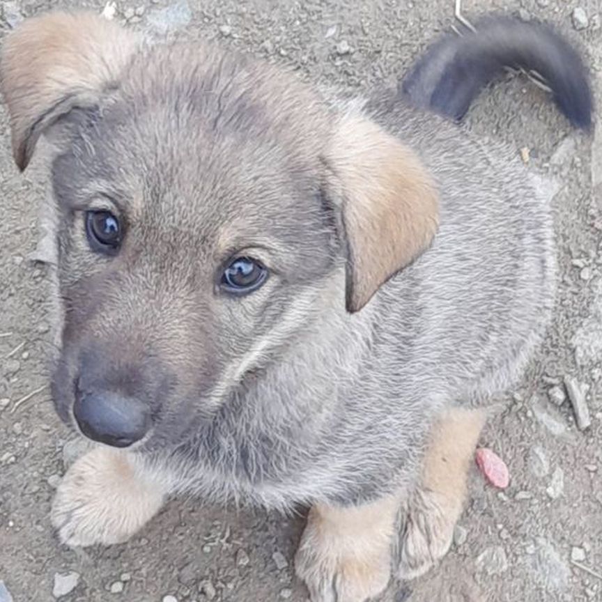 Щенок в добрые руки бесплатно