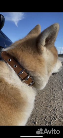 Ошейник кожаный, шлейка, пошив