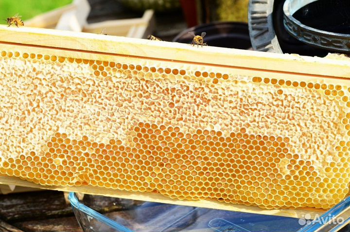 Мед натуральный алтайский опт