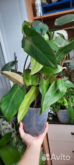 Комнатные растения