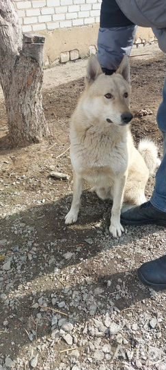 Западно сибирская лайка вязка