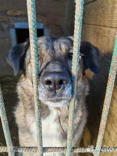 Небольшая и спокойная собака ищет дом