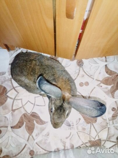 Кролики мясных пород