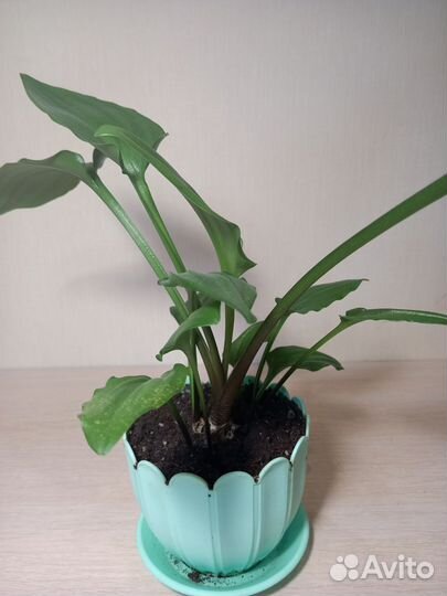 Дримиопсис