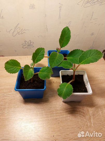 Глоксиния фиолетовая