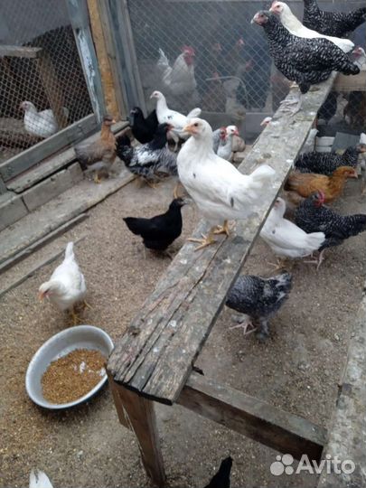 Куры петухи