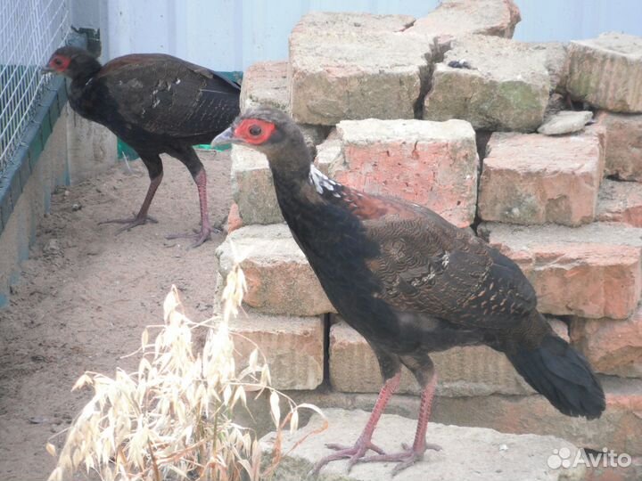 Фазаны свайно и алмазные