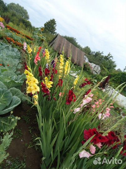 Продаю луковицы гладиолуса для посадки