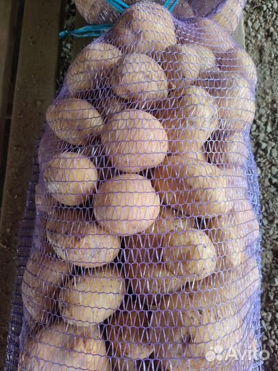 Картофель