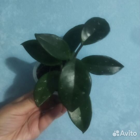 Хойя карноза