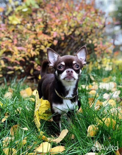 Вязка кобель чихуахуа