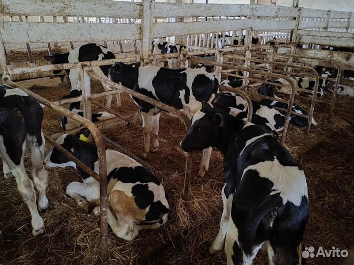 Бычки на откорм