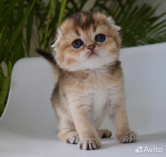 Шотландская