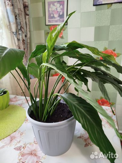 Комнатные растения цветы