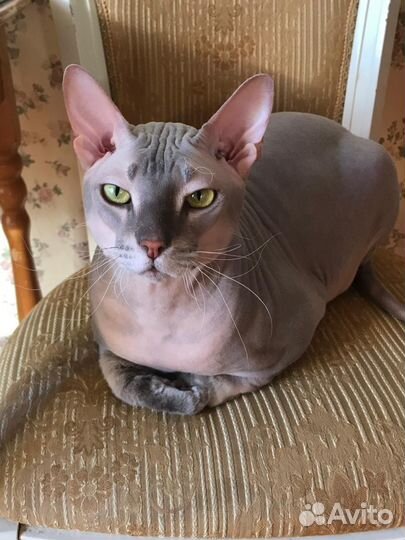 Донской сфинкс