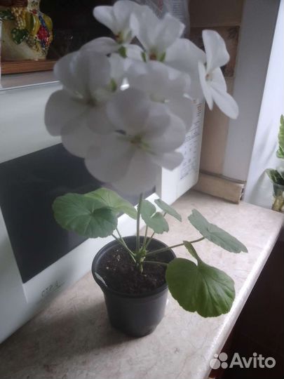 Домашние цветы