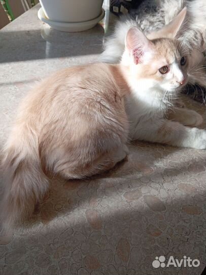 Котопёс