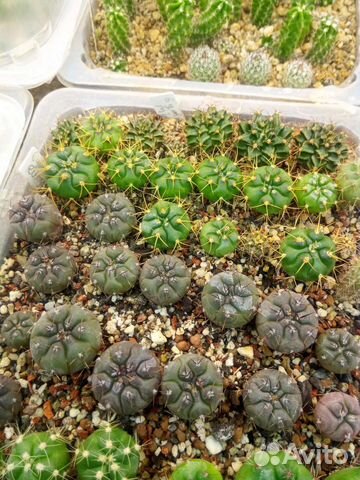 Кактусы и суккуленты